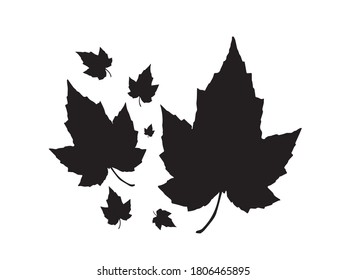 The silhouette of several Maple leaves