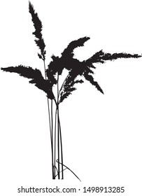 The silhouette of several spikelets of grass Cortaderia selloana. Graphic drawing. Decorative plant. Fluffy spikelets of grass. Graceful drawing. Isolated vector illustration. Black on white.