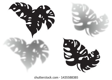 Silhouette and shadow leaf of the Monstera plant. Isolated elements for design