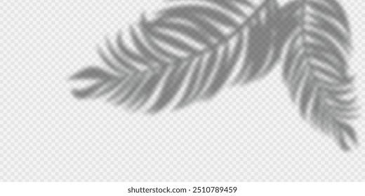 silhouette shadow of palm leaf isolated on white transparent background