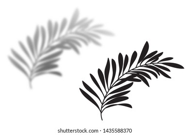 Silhouette and shadow of a palm tree leaf. Isolated elements for design