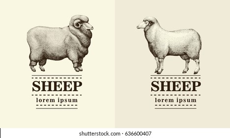 silhouette sheep, logo template, vector hand drawn illustration.