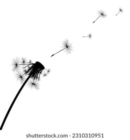 Silhouette de un simple diente de león