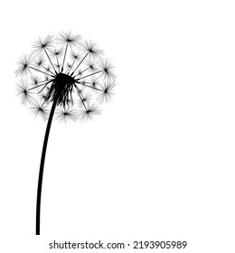 Silhouette of a simple single dandelion on a white background.