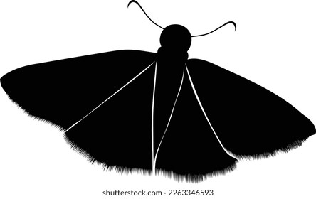 Silhouette von Einfach-Schmetterlingsvektor