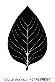 Silhouette of a Single Large Magnolia Leaf