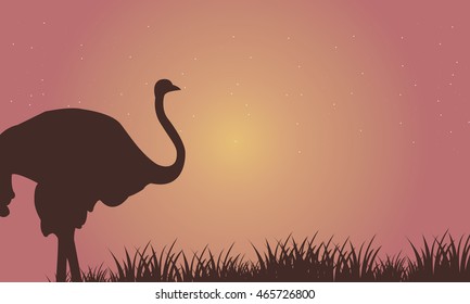 Silhouette of Single Ostrich at the afternoon
