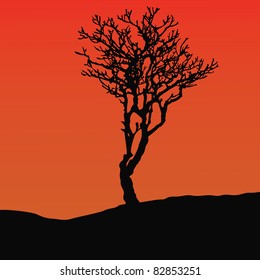 silhouette of single tree in desert