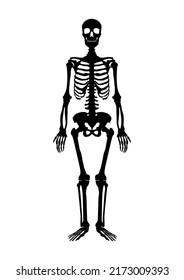 Silhouette of a skeleton in 17 separated shapes in one document that you can arrange freely. Vector