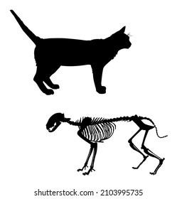 silhouette and skeleton of an animal cat vector illustration