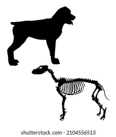 silhouette and skeleton of an animal dog vector illustration