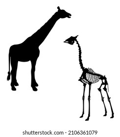 silhouette and skeleton of an animal giraffe vector illustration