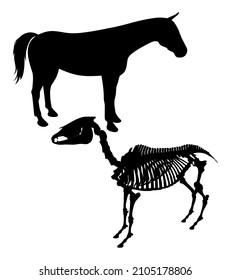 silhouette and skeleton of an animal horse vector illustration