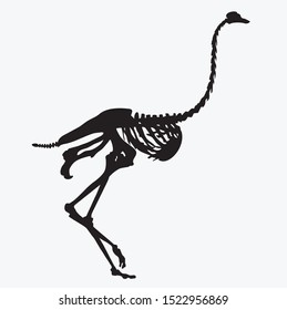 silhouette of the skeleton of an ostrich bird vector illustration