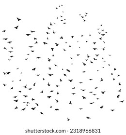 Silhouette sketch of a flock of flying birds, flight in different positions. Takeoff, flying, flight, flutter, hover, soaring, landing 