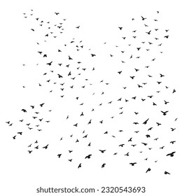 Silhouette sketch of a flock of flying birds, flight in different positions. Takeoff, flying, flight, flutter, hover, soaring, landing 