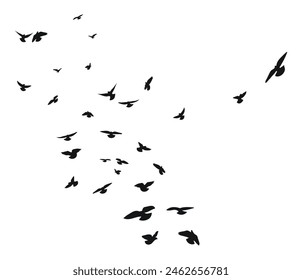 Silhouette sketch of a flock of flying birds, flight in different positions. Takeoff, flying, flight, flutter, hover, soaring, landing 