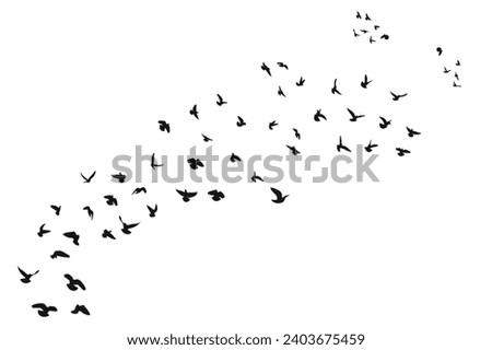 Similar – Image, Stock Photo flock of raven birds on country road