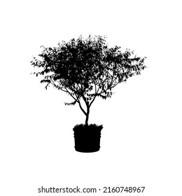 Silhouette of a small decorative tree in a pot isolated on a white background. Vector illustration.