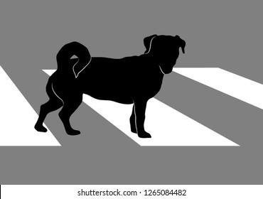 Silhouette of small dog Jack Russell Terrier crossing city road on a crosswalk. The dog standing on thr street