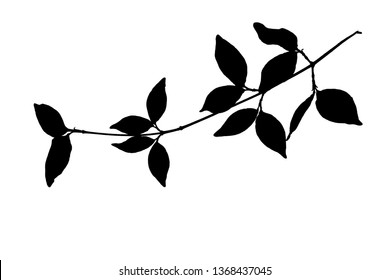 Silhouette of small twig with pointed leaves isolated on white, vector illustration 
