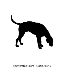 Silhouette of sniffing hunting dog. Scent hound sideways in full growth. Vector illustration isolated on white background