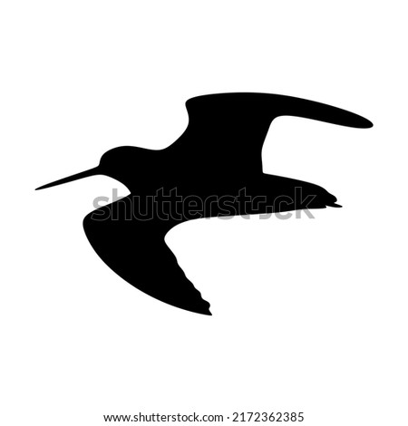 Flock of snipe birds