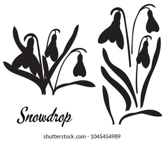 Silhouette of Snowdrop flower (galanthus). B?uquet of snowdrops. Leaves and head of a flower isolated, in one black color. Suitable for decor, cutting template.