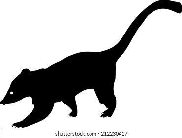 Silhouette Of South American Coati