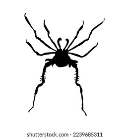 Silhouette of spider. Spider close-up detailed. Vector spider icon on white background.