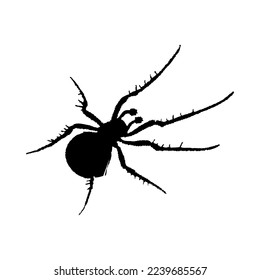 Silhouette of spider. Spider close-up detailed. Vector spider icon on white background.
