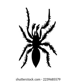 Silhouette of spider. Spider close-up detailed. Vector spider icon on white background.