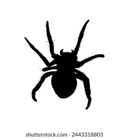 silhouette of spider isolated	- vector illustration