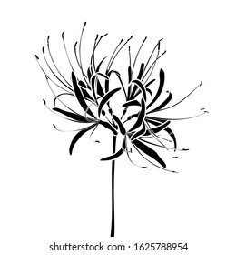 Silhouette of a spider lily (Lycoris radiata). Graphic drawing. Black and white illustration. Vector. svg