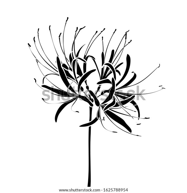 Silhouette of a spider lily (Lycoris radiata). Graphic drawing. Black