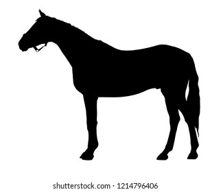 A silhouette of the sport horse.