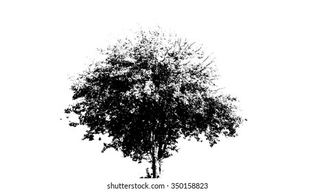 Silhouette Spreading Tree Stock Vector (Royalty Free) 350158823 ...