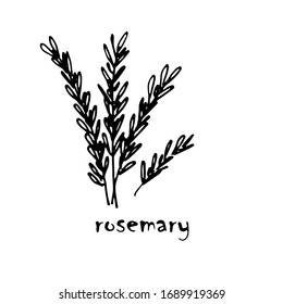 
Silhouette of a sprig of rosemary drawn by hand on a white background.
