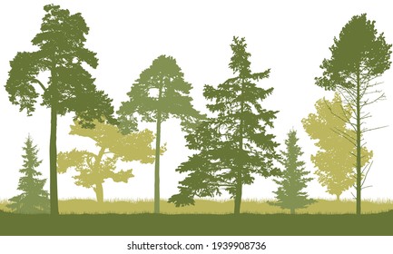 Silhouette of spring forest. Beautiful fir trees, pine, coniferous trees. Vector illustration.
