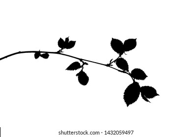 Silhouette of spring twig of elm tree isolated on white, vector illustration
