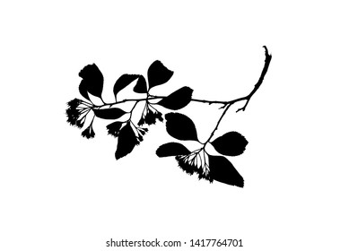 Silhouette of spring twig of hawthorn with blossom buds isolated on white background, vector illustration