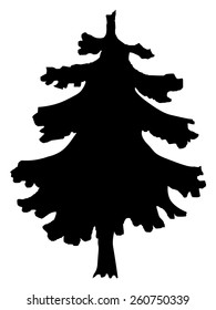 silhouette of spruce