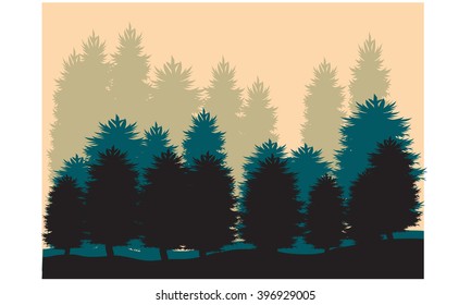 Silhouette of spruce