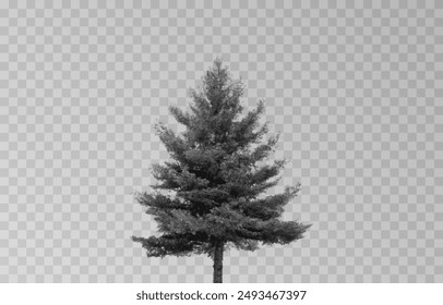 Silueta de un abeto sobre un fondo transparente aislado. Silueta de abeto Vector png.