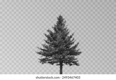 Silhouette of a spruce tree on an isolated transparent background. Spruce silhouette vector png.