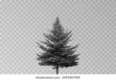 Silhouette of a spruce tree on an isolated transparent background. Spruce silhouette vector png.