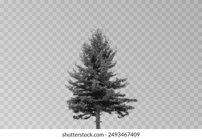 Silhouette of a spruce tree on an isolated transparent background. Spruce silhouette vector png.