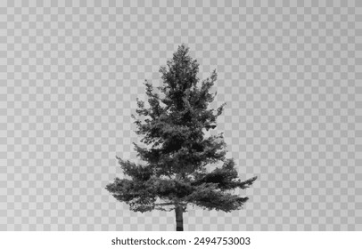 Silhouette of a spruce tree on an isolated transparent background. Spruce silhouette vector png.
