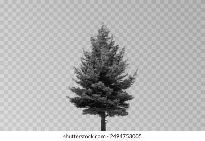 Silhouette of a spruce tree on an isolated transparent background. Spruce silhouette vector png.