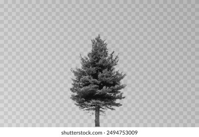 Silhouette of a spruce tree on an isolated transparent background. Spruce silhouette vector png.